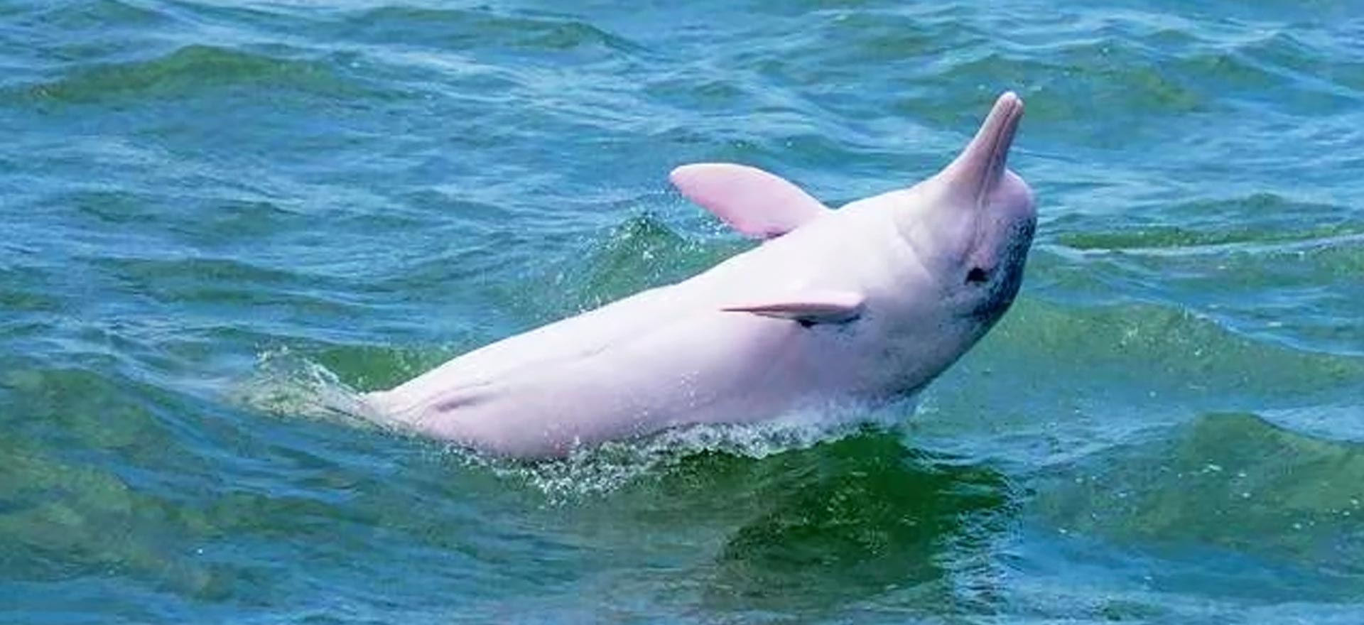 巡护珠江口白海豚