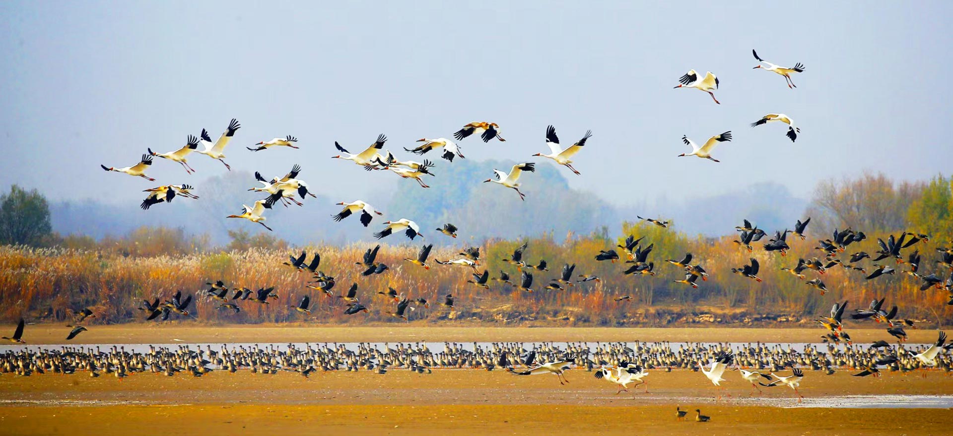 横琴国家湿地公园（二井湾）项目